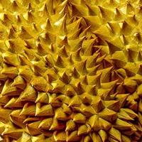 榴莲控狂喜！巴掌大小藏巨量果肉，保 3 房的泰国金枕榴莲杀疯了