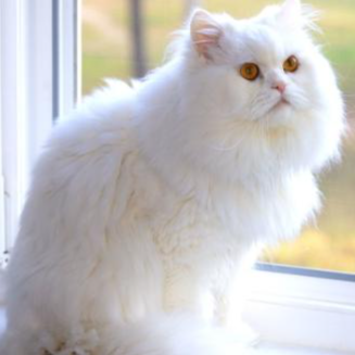 解密 2025 爆款猫粮：有机食材 + 美毛配方，让爱宠美出新高度