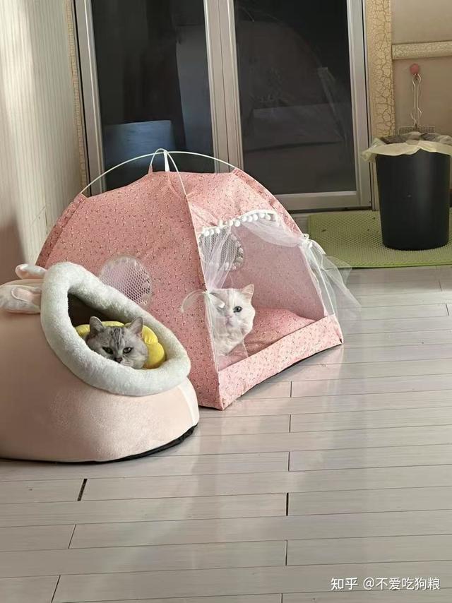 猫笼怎么选？资深铲屎官的血泪经验与真香推荐！