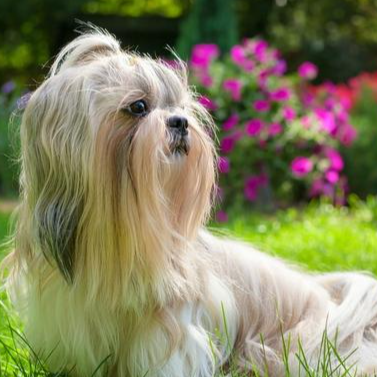 2025西施犬狗粮，让长毛告别打结、泪痕退散