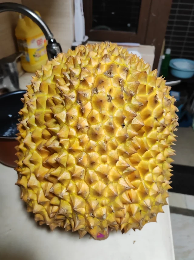 开了好果型的13斤大炮榴莲，差点以为是死包