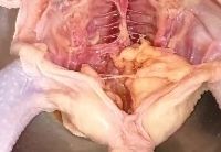 618生鲜惊喜！这只正宗散养土鸡绝了