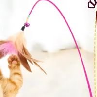 猫咪最爱的逗猫棒，你知道吗？