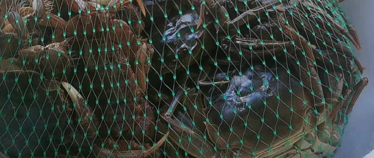 六月黄大闸蟹鲜活新鲜