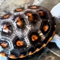 618龟粮大作战：一场属于养龟人的“舌尖上的狂欢”