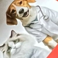 618养宠必入！拜达尔驱虫滴剂，守护毛孩子健康