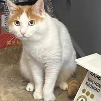 养猫人的618囤货指南！简直太好买了！