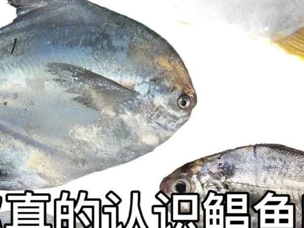 谁能告诉我到底哪个是鲳鱼