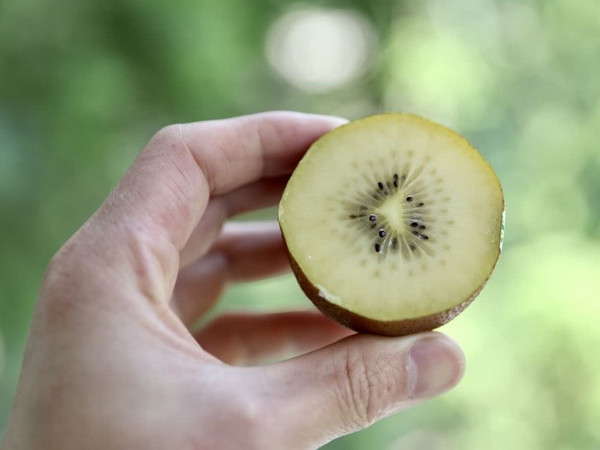 冷藏猕猴桃，每日新鲜享用