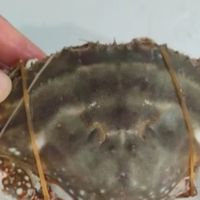 拾鲜生舟山特大梭子蟹：3斤深海鲜味，一口尝尽大海的馈赠