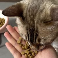 鲜肉配方猫粮，哪款更适合成猫？