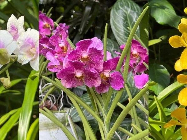 兰花外交：没想到新加坡用花开出了一座国家档案馆