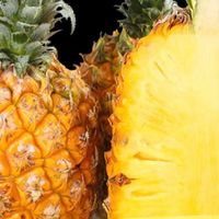菠萝🍍 vs 凤梨🍐｜傻傻分不清？一篇教你辨别！