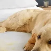 戴森V12 Detect Slim Fluffy Pet 测评：宠物家庭的清洁救星来了