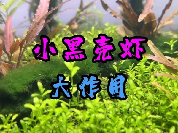 小小黑壳虾，作用却很大 #养鱼日记 #生态鱼缸 #黑壳虾