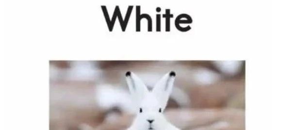 RAZ Reading AtoZ -aa绘本精读 | 31《White》亲子共读指南