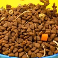 疯狂小狗犬粮组合让爱宠活力满满！