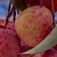 2025年6月荔枝价格亲民