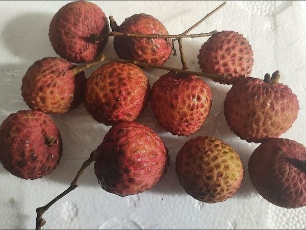 糯米糍荔枝深圳南山新鲜现摘现货小核净重2.8/4.8斤