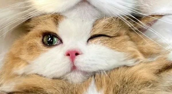 猫咪怎么吃都不长肉？胖猫秘籍来了！