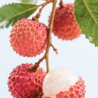 荔枝价格暴跌七成，果农面临亏损
