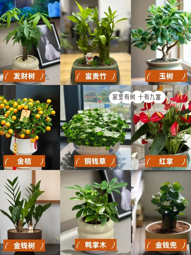 2025年九种招财又旺宅寓意好的植物合集