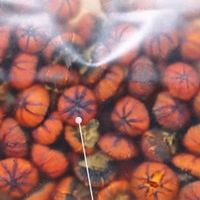 昆仑雪菊花胎菊：高原清润之选