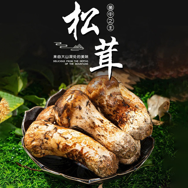 松茸至味，山野的恩赐