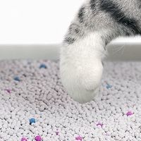 618囤货指南：这款猫砂不囤真的亏大了！