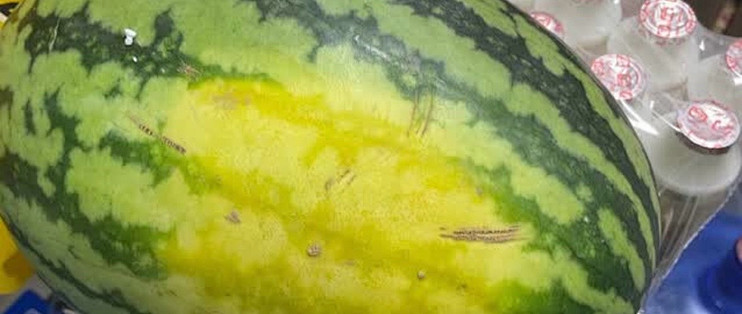 一口脆甜，解锁陕西甘美西瓜的夏日惊喜