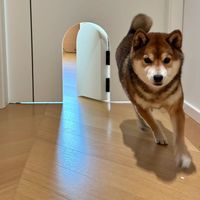 爪印与野性：当我们为毛孩重写家的定义（上）
