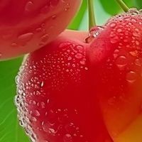 桃醉盛夏，一口清甜