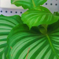 搬新家，可以试试这些植物，好看好养又安全！