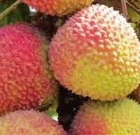 终于实现荔枝自由，全靠妃子笑“大放价”