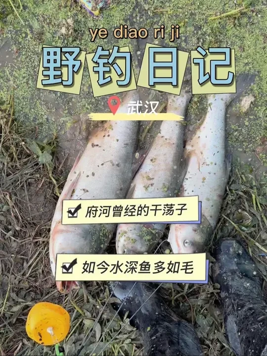 野钓日记286,府河抽鲢鳙今天过了瘾#地狱猫鲢鳙 #汉鼎极越 #汉鼎真材实料放心入 #府河 #朱家河 @汉鼎品牌创始人:汉鼎黑哥 @汉鼎官方旗舰店 @钓鱼王官方旗舰店