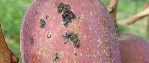 芒果树上的“隐形杀手”！角斑病来袭，果农必看的防治全指南!