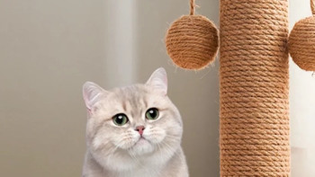 猫主子登基大典必备：这款猫爬架让沙发重获新生！🐱