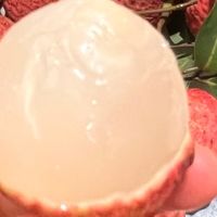 荔枝挑得好，朋友夸到老——今夏我的选果心得