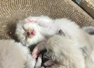 猪肉价格便宜，早市肉质更优