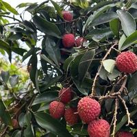荔枝自由下的美味探索