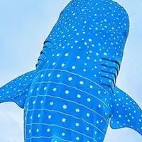 珠海长隆海洋王国毕业旅行:夏日珠海的浪漫之旅。