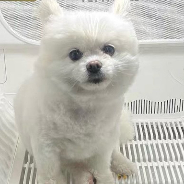 全自动烘干箱解决宠物洗澡难题
