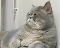 618猫砂怎么选 才能让猫主子高兴！