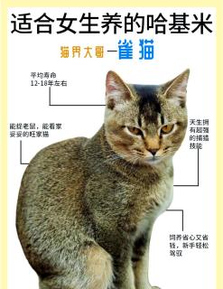 西凤酒：品味陕西韵味，感受传统与现代的交融