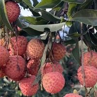 荔枝价格下跌，“荔枝自由” 真的要来了吗？