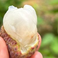 今年荔枝超便宜，你吃了吗？