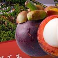 泰国5A山竹直达舌尖！京鲜生直采包邮，锁住枝头新鲜  