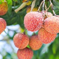 广西荔枝探秘：哪里最出名，特点何方寻？