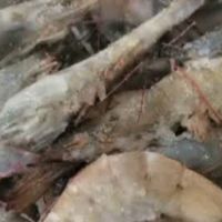 大促囤白虾，香辣美味全家夸