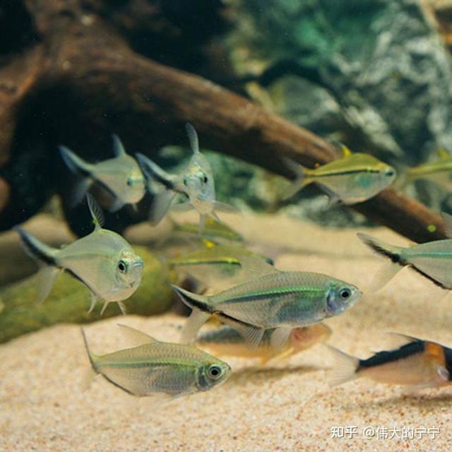 小型鱼中的群游之王——黑尾大勾鱼